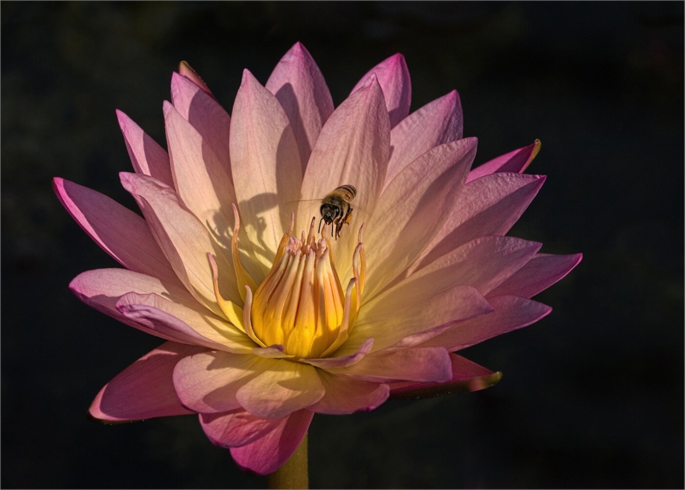 Waterlily and the Bee, Julie Cheng, Houston Photochrome Club, 3rd Place