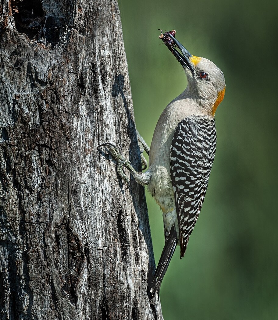 Morning Meal, Stephen Mayeux, Houston Photochrome Club, 3rd Place