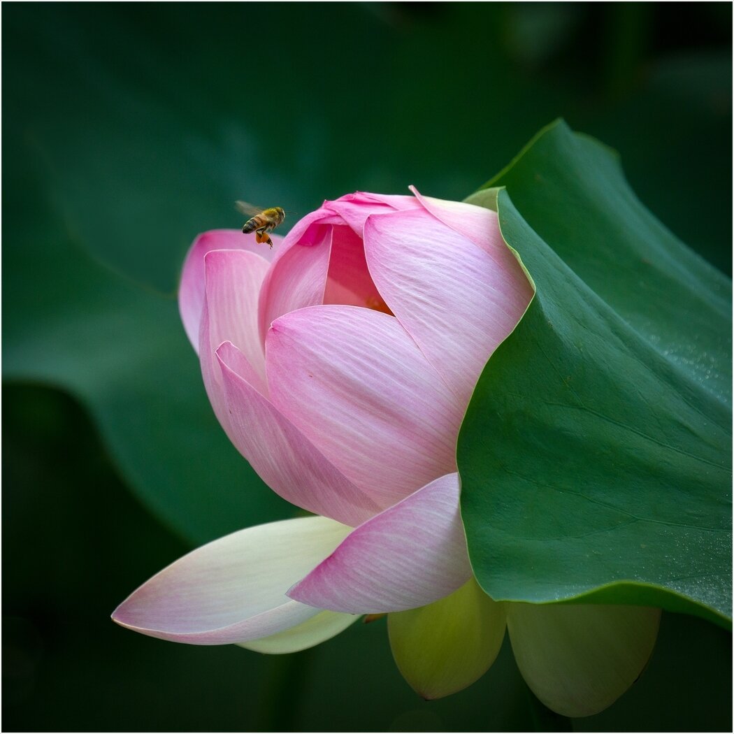 Lotus in Spring, Janet Chung, Houston Photochrome Club, 2 HM