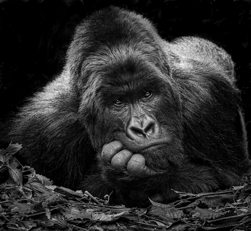  Why Are You On My Mountain?, Joy Taylor Beaumont Camera Club, Second Place 