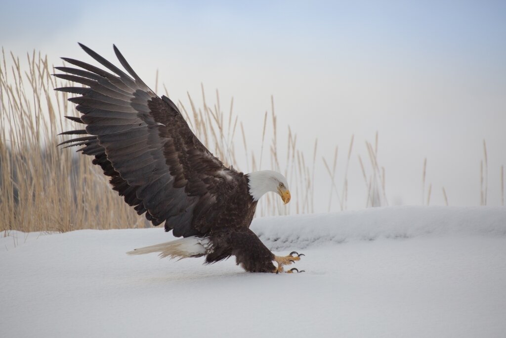  The Eagle Has Landed, Jan De Meulder, Plano Photography Club, 1 HM 