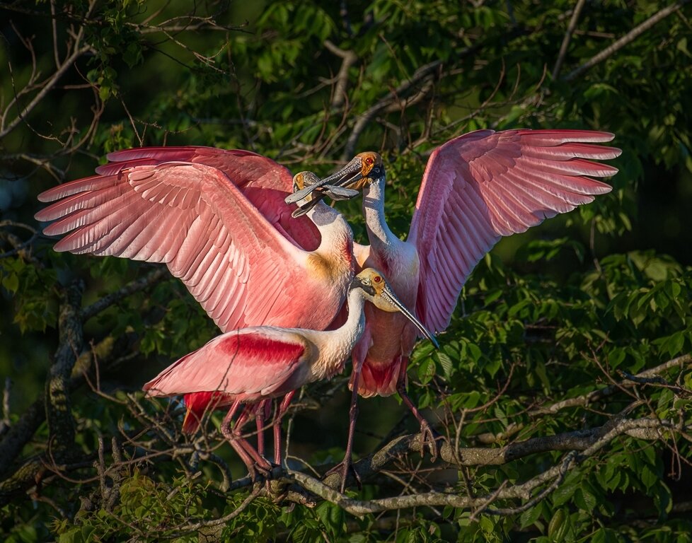  The Battle For Mating Rights, Melany Musso, Lafayette Photographic Society, 1HM 