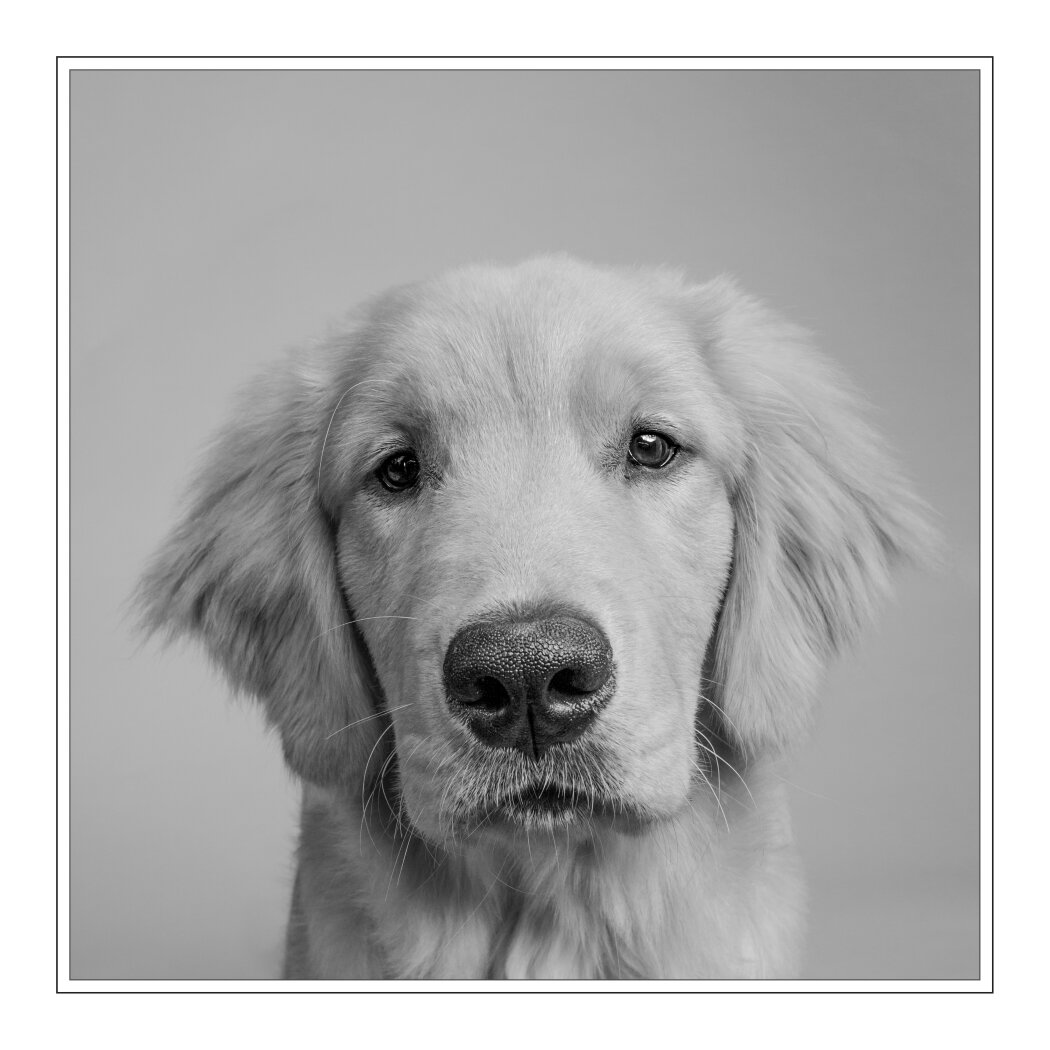 Is That...Ham?, Lynn Musumeche, Lafayette Photographic Society, 2 HM