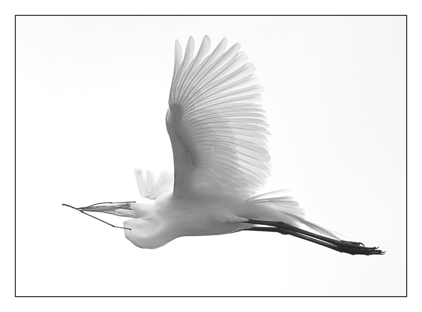 Bringing the Gift, Melany Musso, Lafayette Photographic Society, 1st Place
