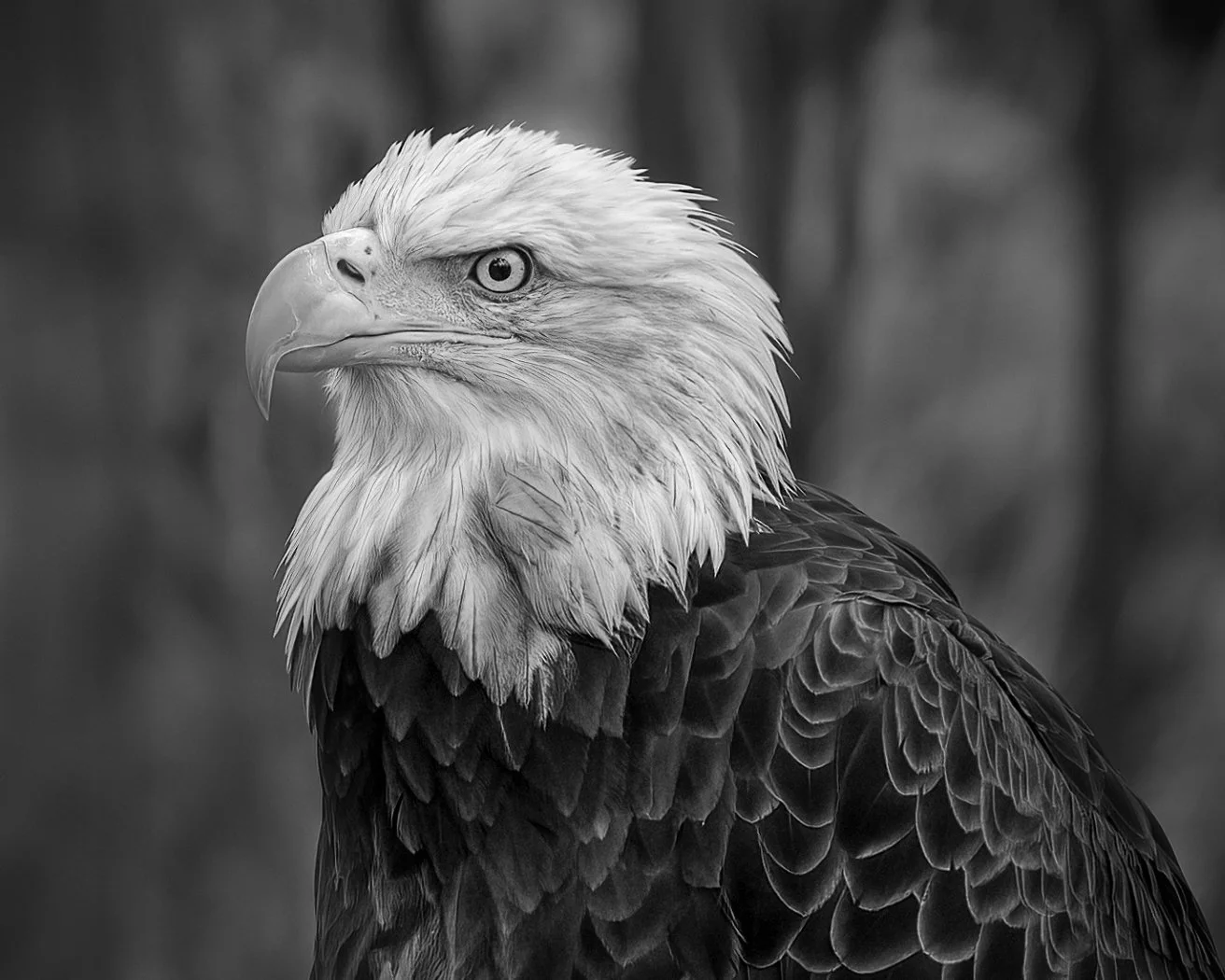 Majestic Creature, Tammie Simon, Lafayette Photographic Society, 2nd Place