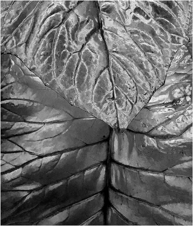 Overlap, Chris Adamson, Greater New Orleans Camera Club, 2nd Place