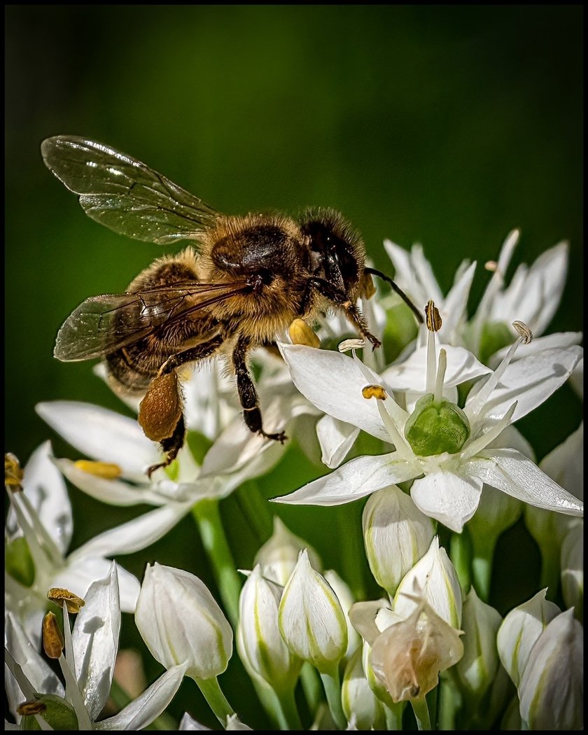 Bee on Garlic Chives, Gene Bachman, Louisiana Photographic Society, 1st Place