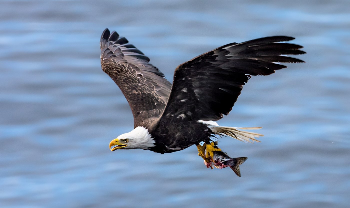 Eagle with Catch, Marilyn Graham, Cowtown Camera Club, 1 HM