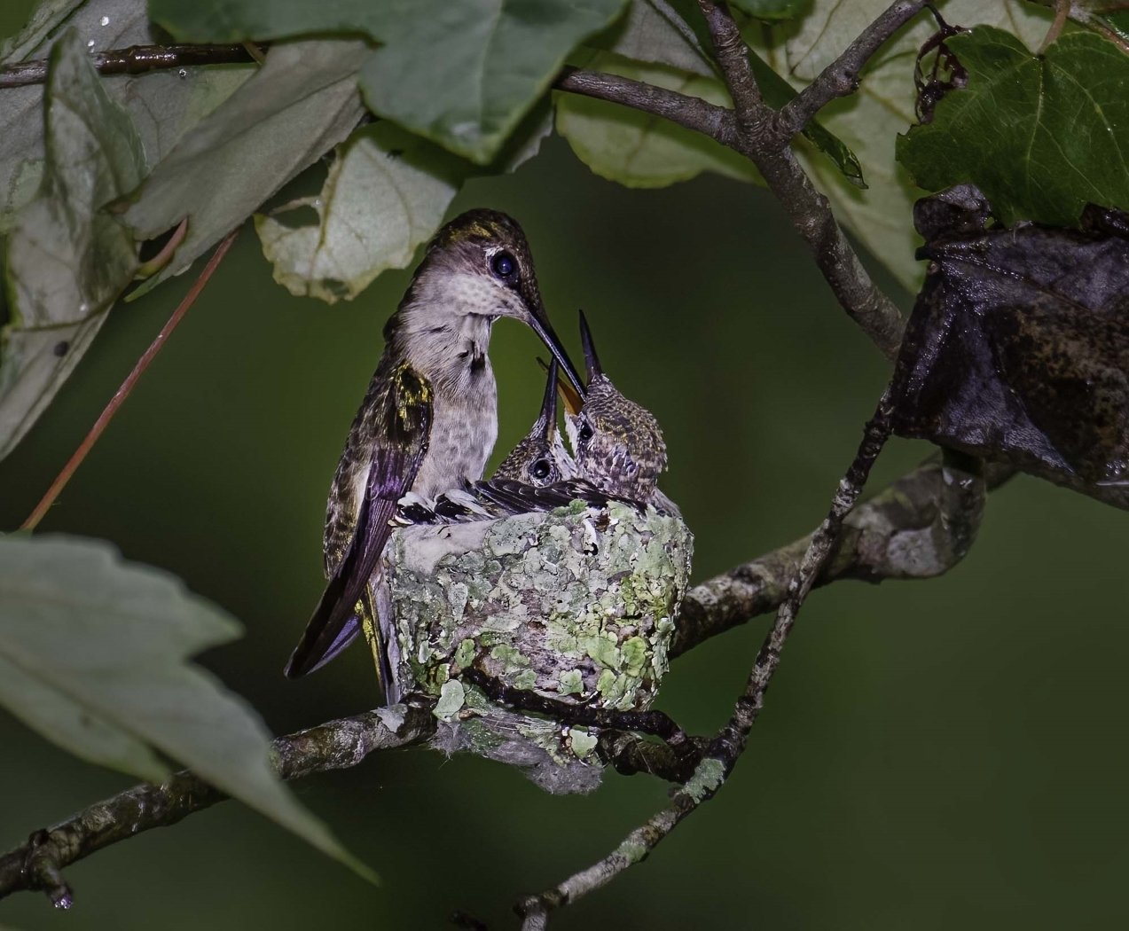 Hummingbird Nest, Melany Musso, Lafayette Photographic Society, 3rd Place
