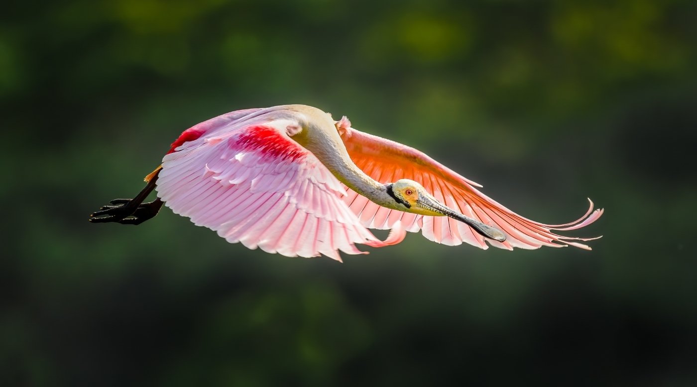 Flight, Alan Daniel,Heard Nature Photography Club,3rd Place