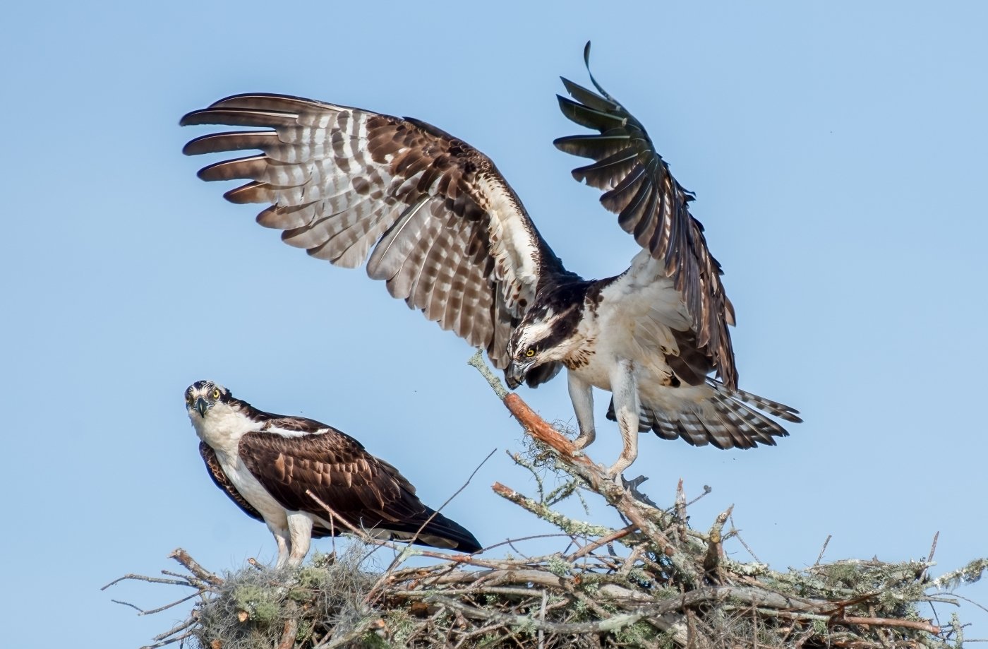 Osprey Nest Building,Melany Musso,Lafayette Photographic Society, 1st Place