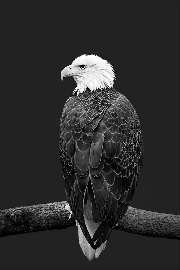 Bald Eagle,Julie Cheng,Houston Photochrome Club,2HM