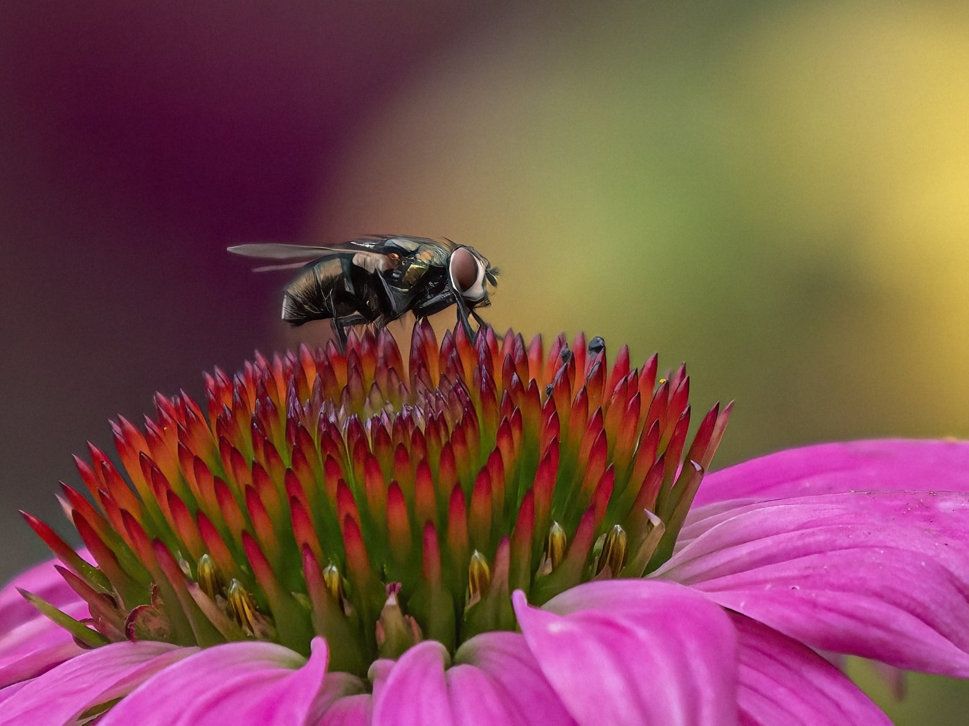 Flies are Beautiful, Mary Binford, Heard Nature Photography Club, 1 HM