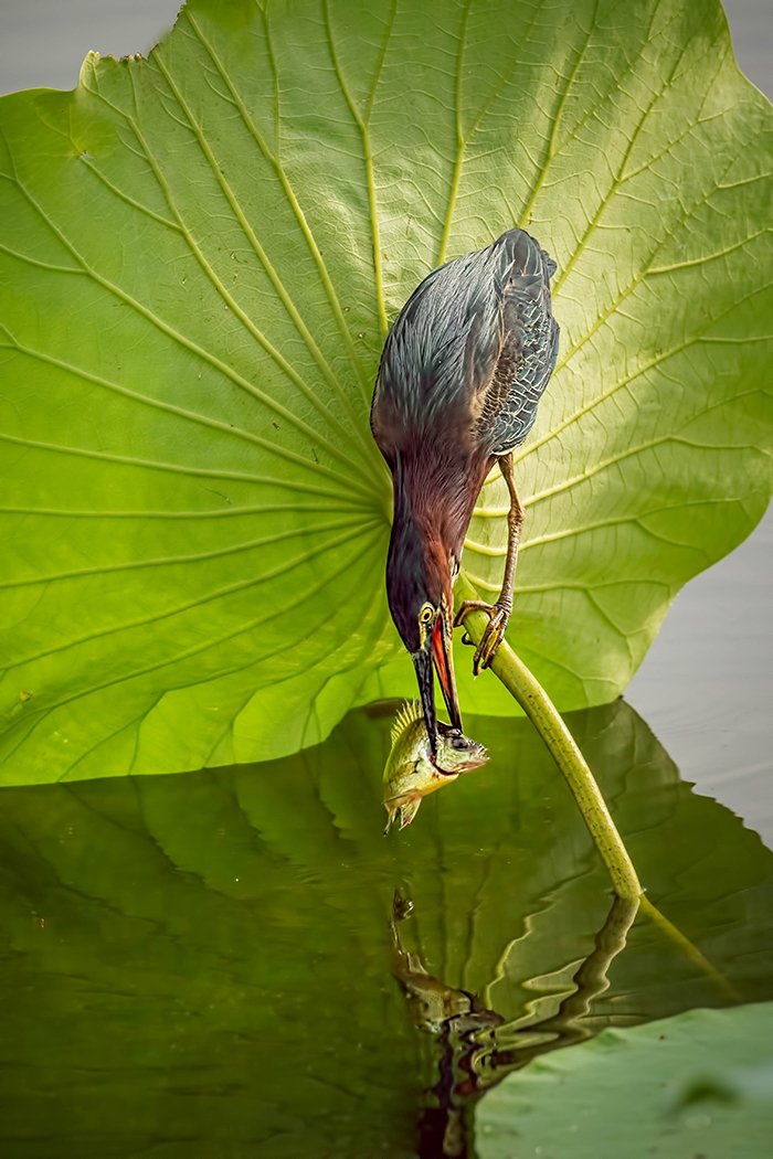 Tricolored Heron Caught A Fish,	Julie Cheng, Houston Photochrome Club, 3rd Place