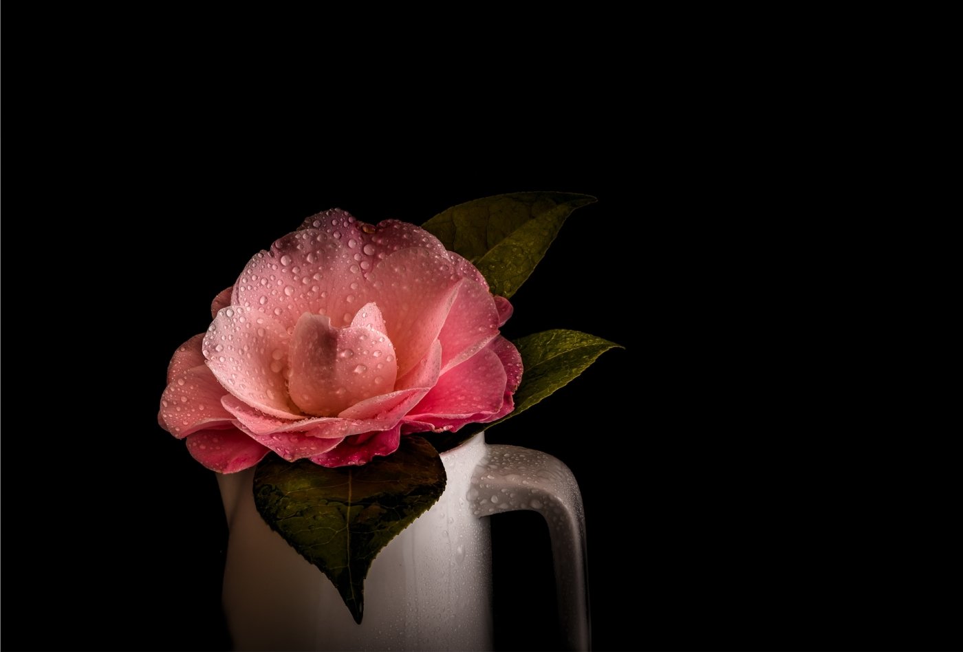 Camellia, Nancy Mack, Heard Nature Photography Club, 2HM