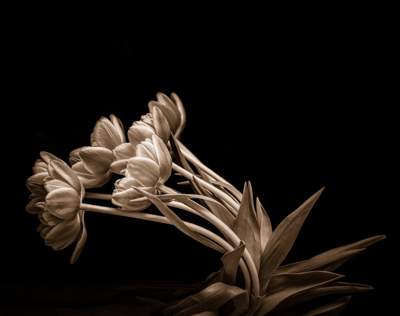 The Tulips are Excitable,Nancy Mack, Dallas Camera Club, 1HM