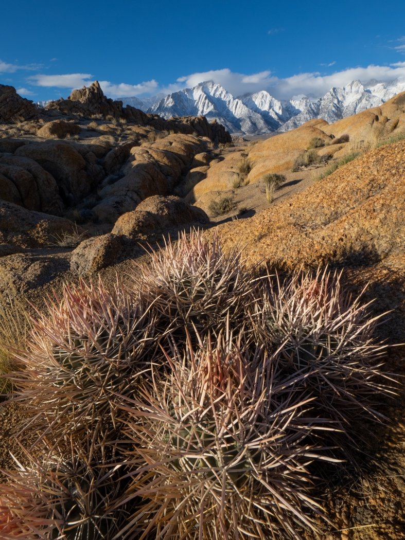 Cactus in the Sierras, Anita Oakley, Heard Nature Photography Club,2nd