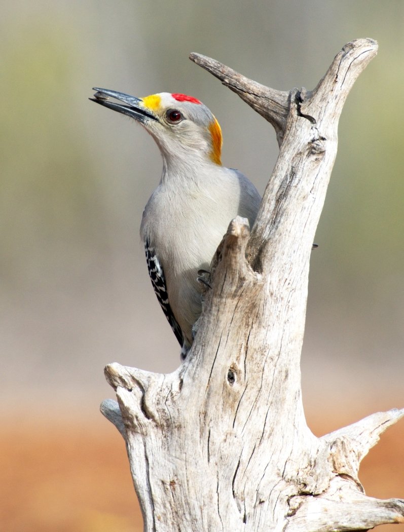 Golden-fronted Woodpecker, Lee	Hatfield, Heard Nature Photography Club, 2 HM