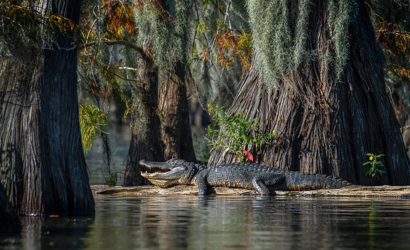 American Alligator, Melany Musso, Lafayette Photographic Society, 1 HM