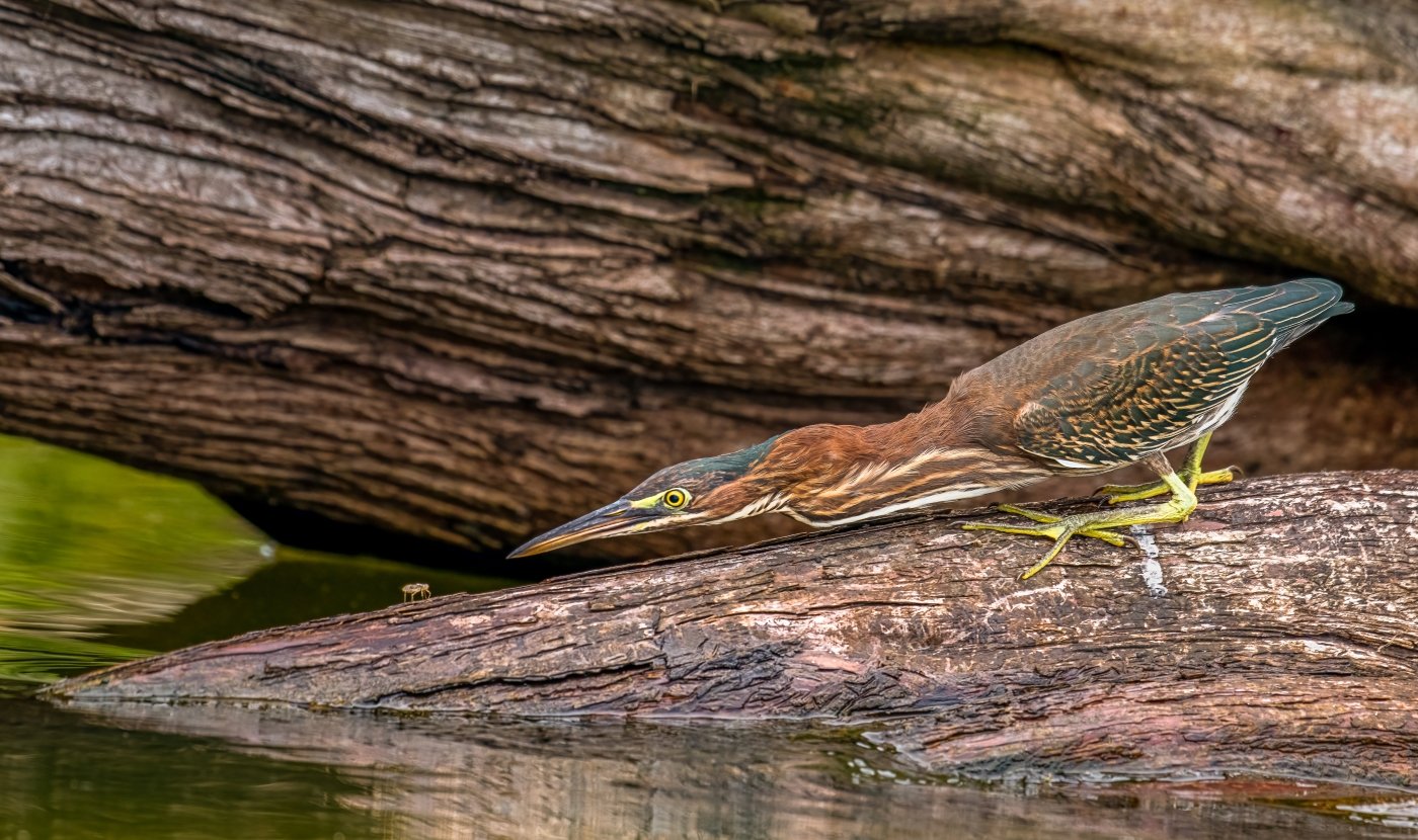 Green Heron Stalking It's Next Meal, Melany Musso, Lafayette Photographic Society, 1st Place