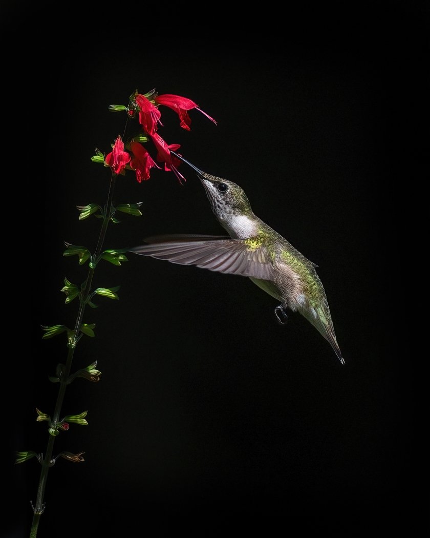 Thirsty Hummer,	Tammie Simon, Lafayette Photographic Society, 1 HM