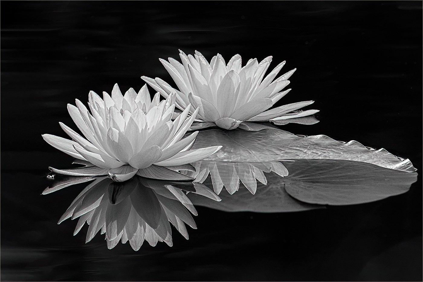 Water Lilies, Julie Cheng, Houston Photochrome Club, 2nd Place