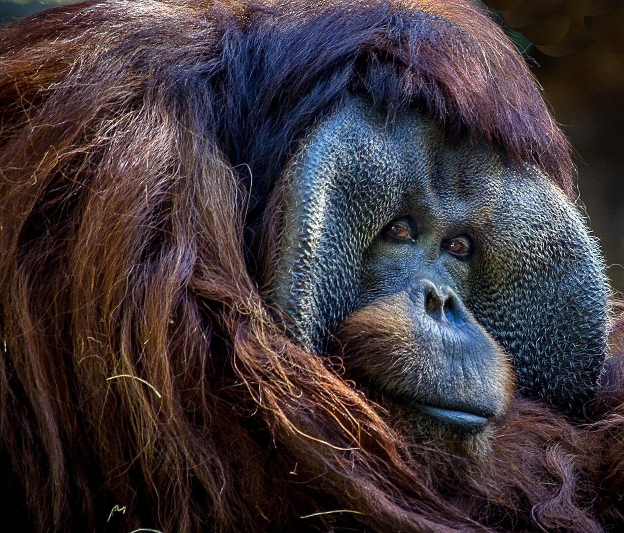 Orangutan, Buz Cabral, Houston Camera Club, 3rd Place