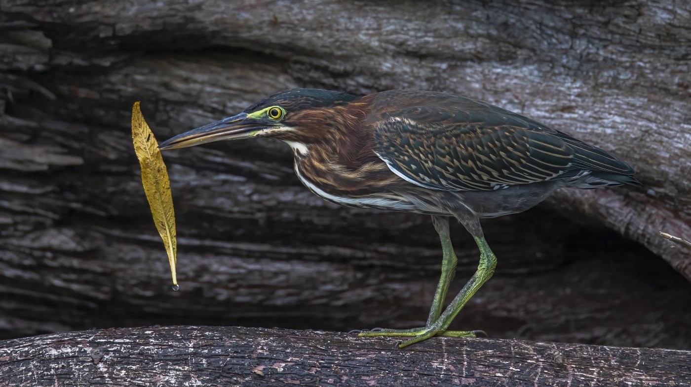 Green Heron Leaf Blower, Barry Broussard, Lafayette Photographic Society, 1 HM