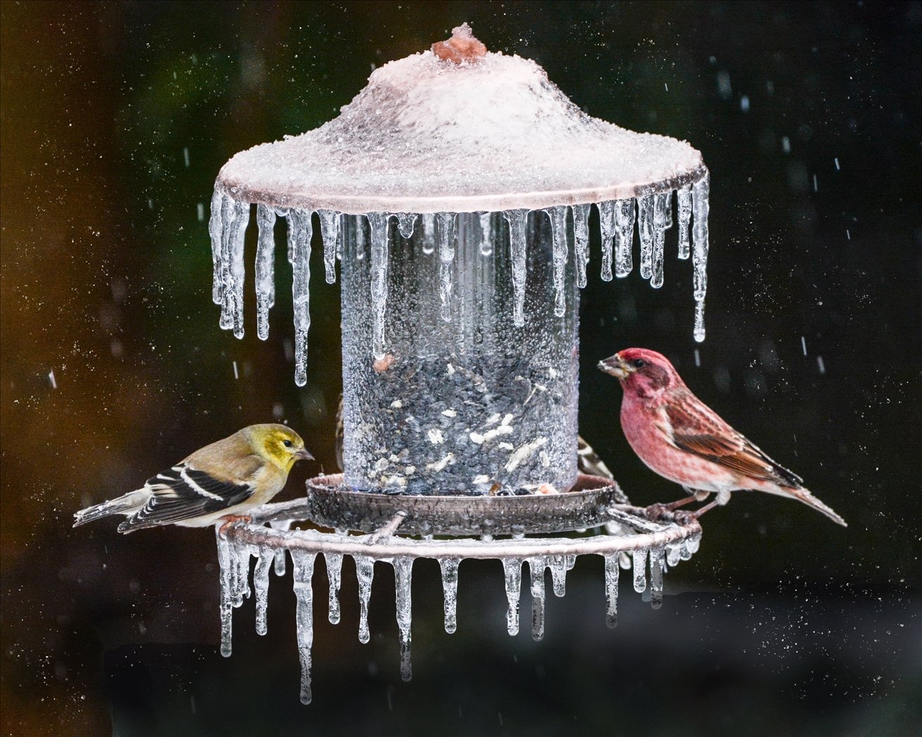 Freezing Finches, Janie	Braud, Louisiana Photographic Society, 1st Place