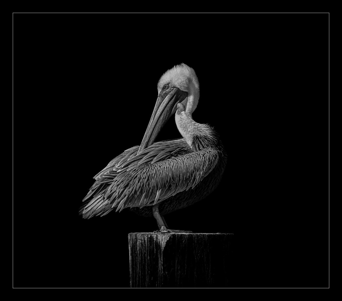 Preening Pelican, Melany Musso,	Lafayette Photographic Society,	2nd Place
