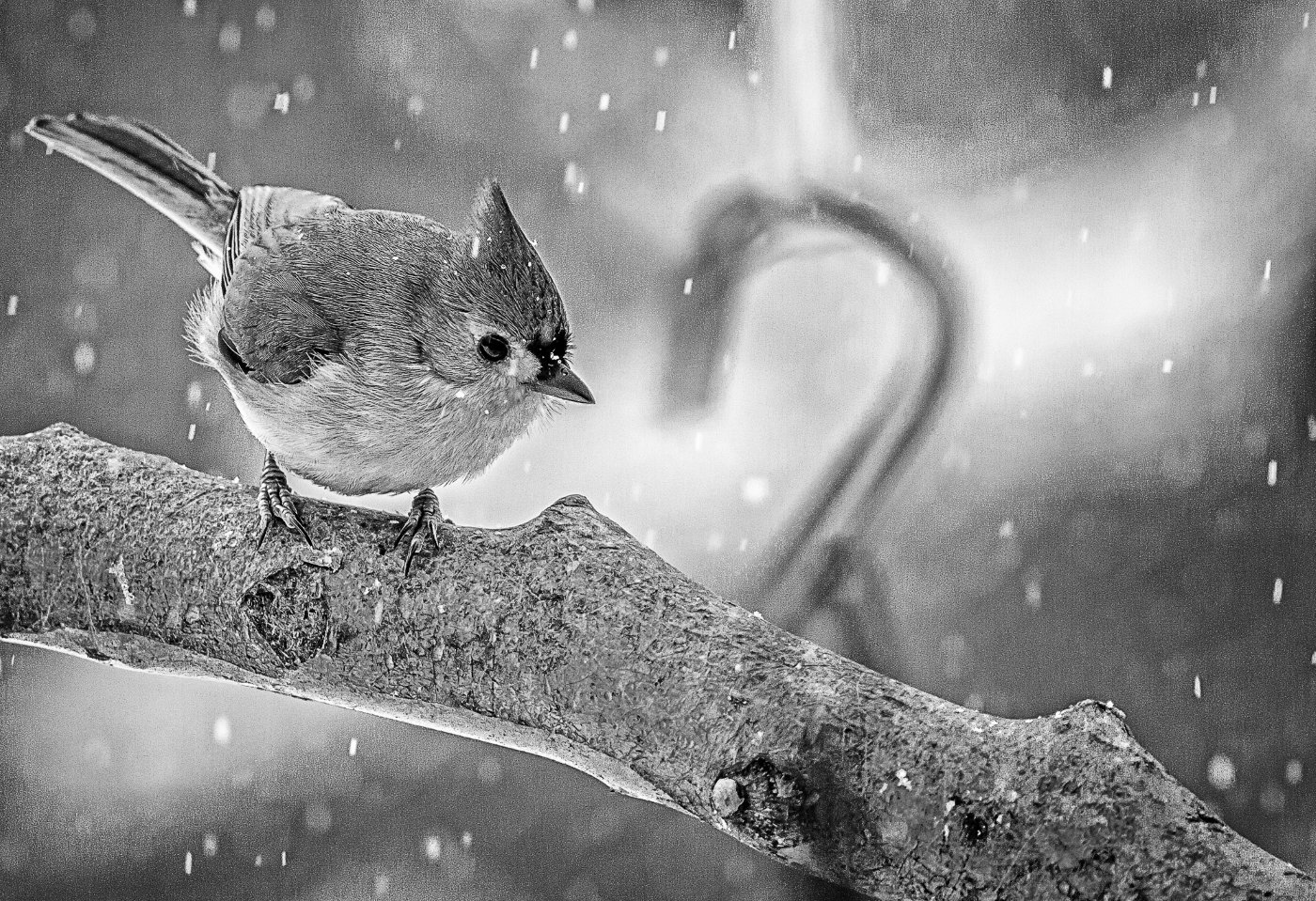 Tufted Titmouse, Ron Varley, Heard Nature Photography Club, 2nd Place