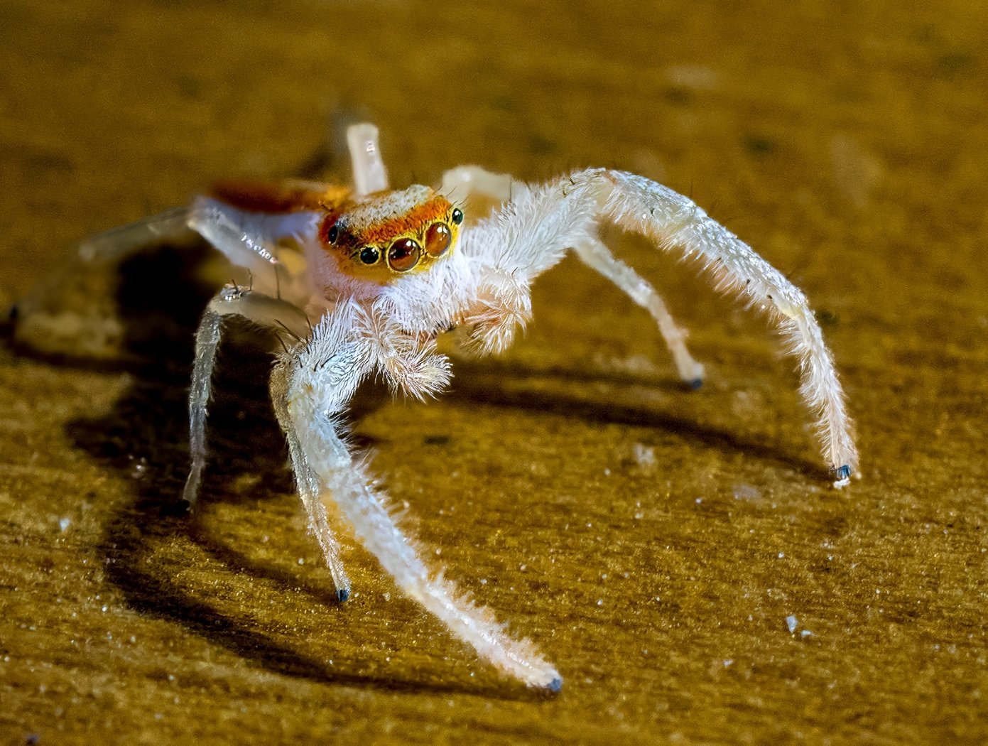 White Jumping Spider, Gene Bachman, Louisiana Photographic Society, 2 HM