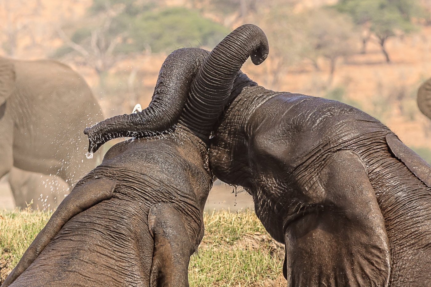 Ears Back Trunk Fight, Ron Varley, Heard Nature Photography Club, 1 HM