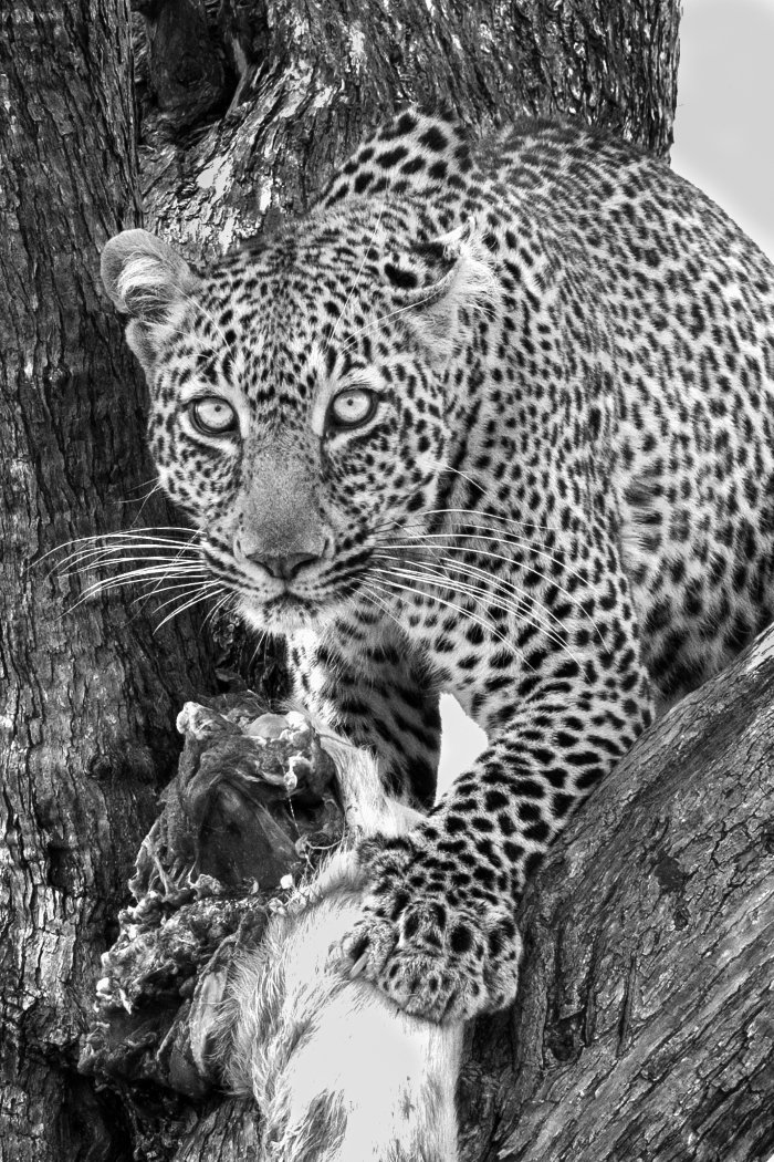 Leopard with a Kill, Mike Hill,	Dallas Camera Club, 2nd Place