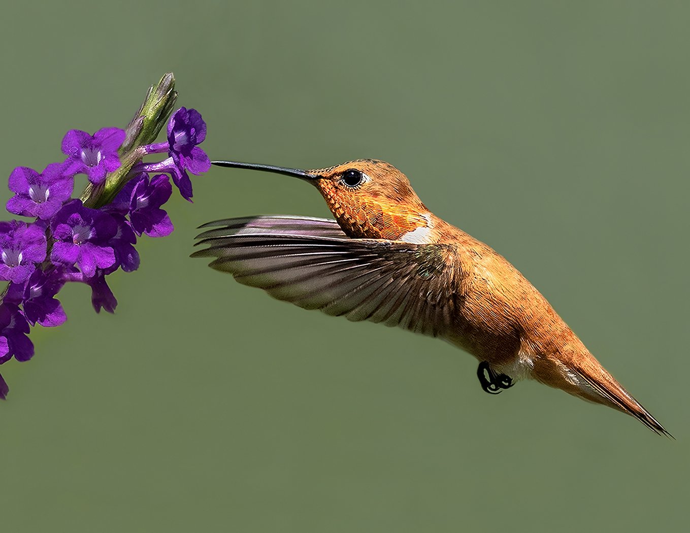 Rufous Hummingbird, Marilyn Holloway, Houston Camera Club, 1st Place