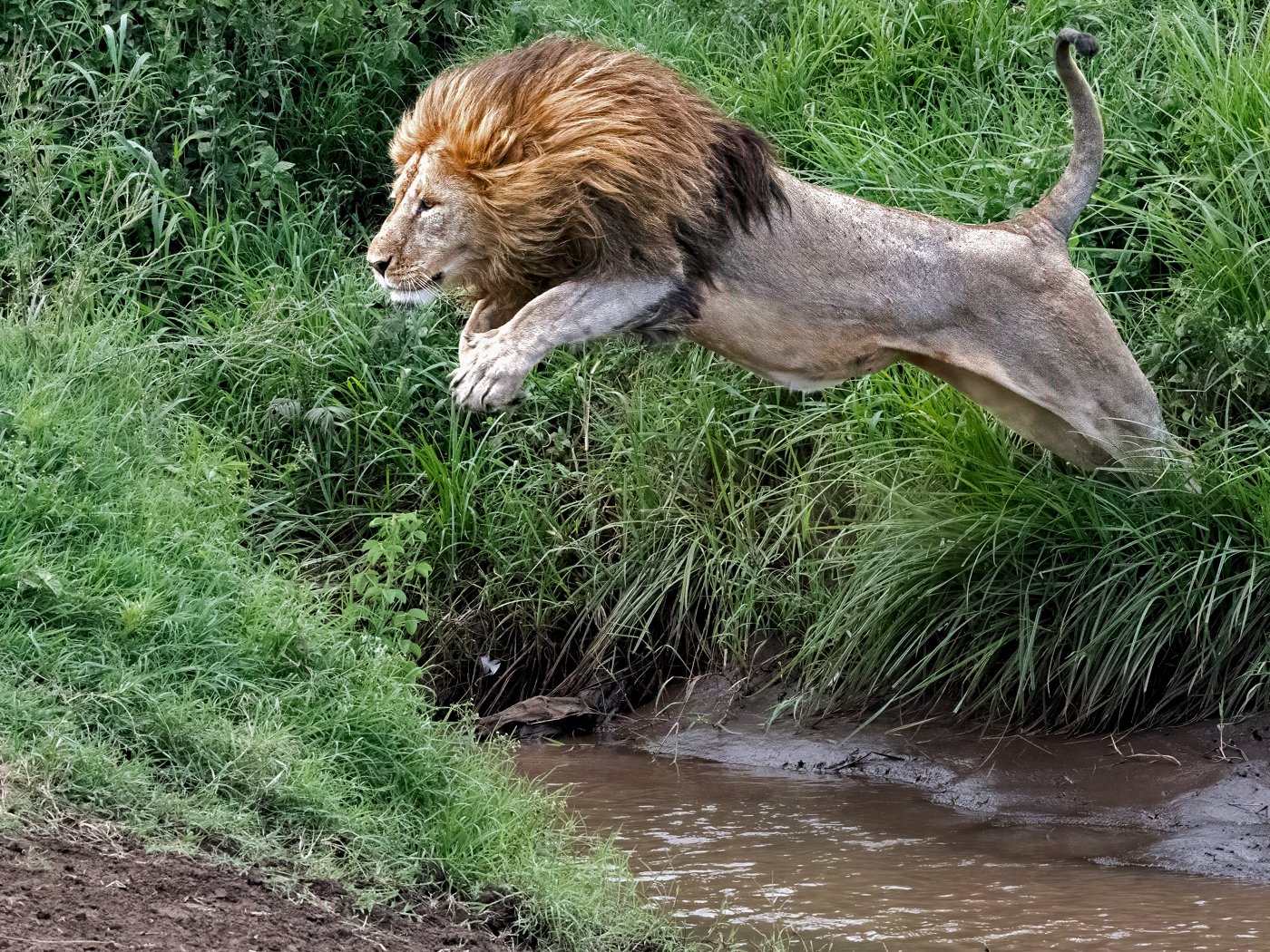 Tanzania Lion Jumping, Marilyn Graham, Cowtown Camera Club, 3rd Place