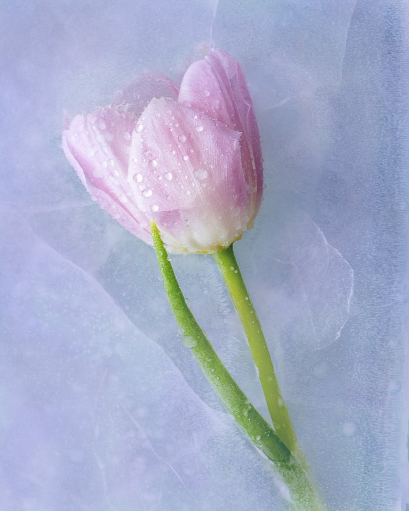 Tulip in Ice, Nancy Crays, Lafayette Photographic Society, 3rd  Place
