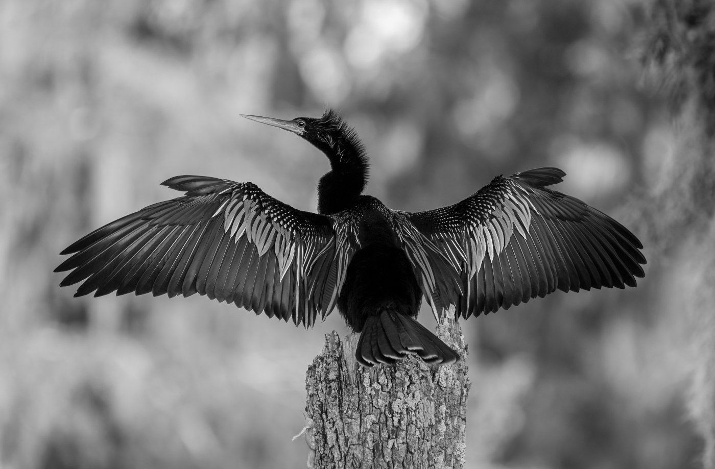 Drying My Wings, Melany	Musso, Lafayette Photographic Society, 3rd  Place