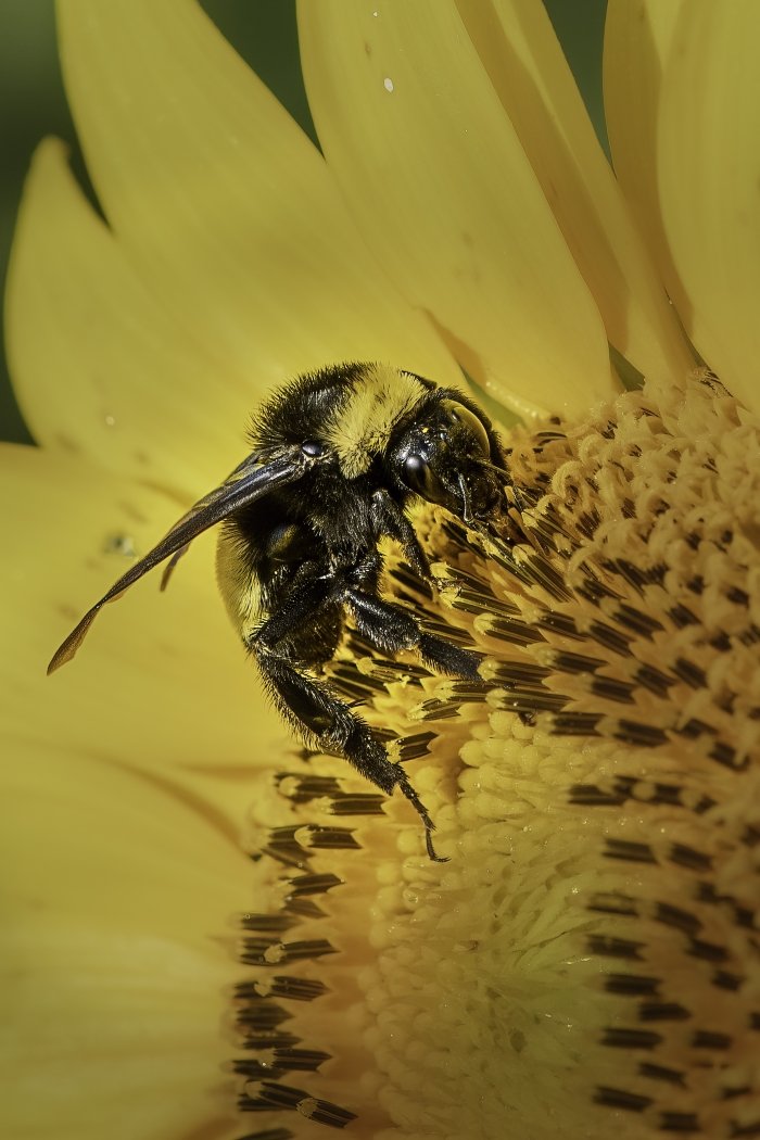 Bee Breakfast, Julie Pastor, Lafayette Photographic Society, 2nd Place