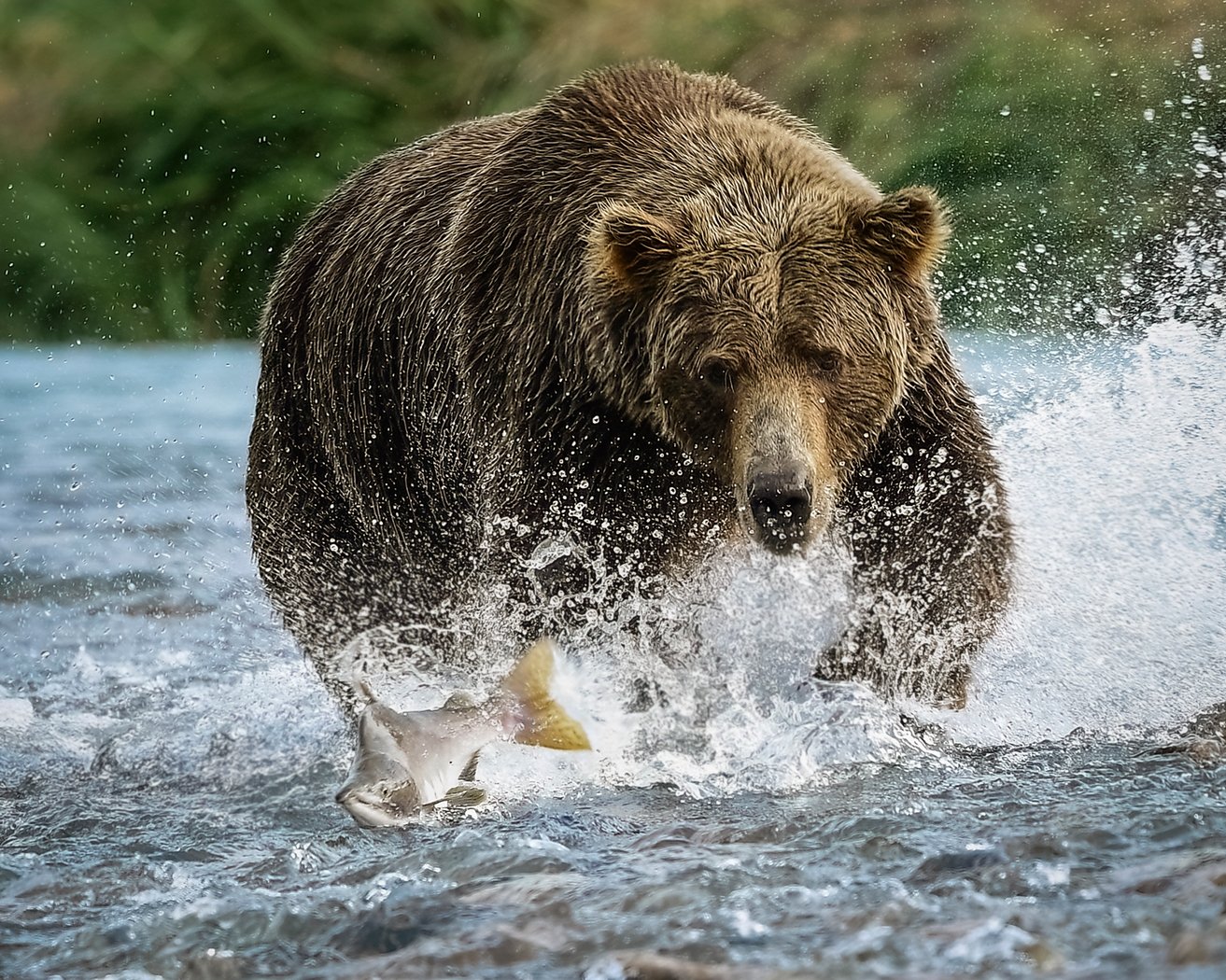 Grizzly Chasing Salmon,	Marilyn	Graham, Cowtown Camera Club, 3rd  Place