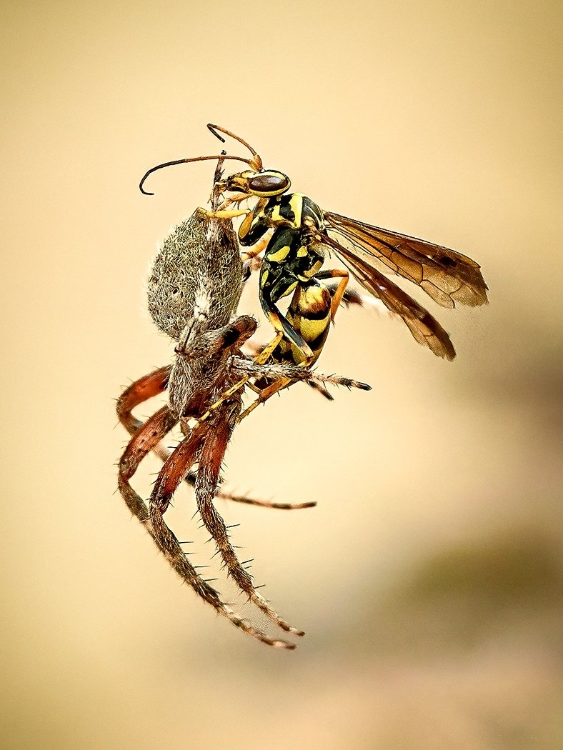 Epic Fight,Spider and Wasp,Vicki Lai,Cowtown Camera Club,2nd Place