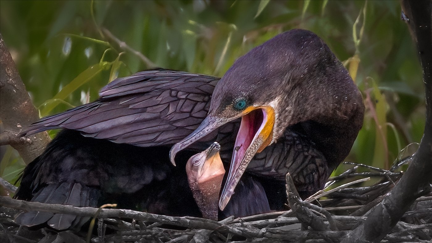 Mother's Love,Clive Fernando, Plano Photography Club,1st Place	