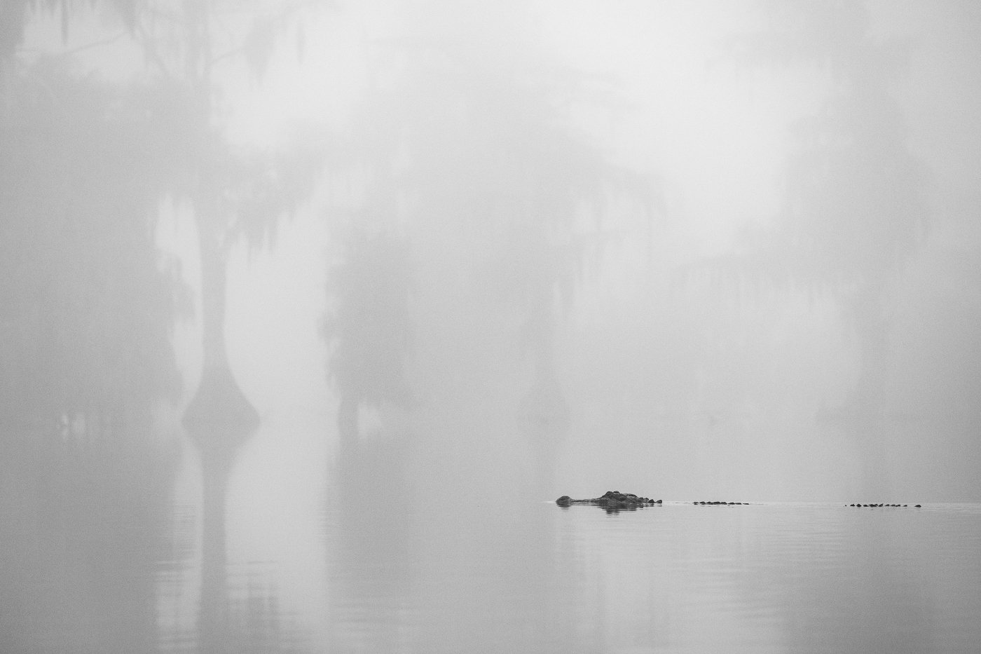 Monster in the Mist, Ben Pierce,Lafayette Photographic Society,	3rd Place
