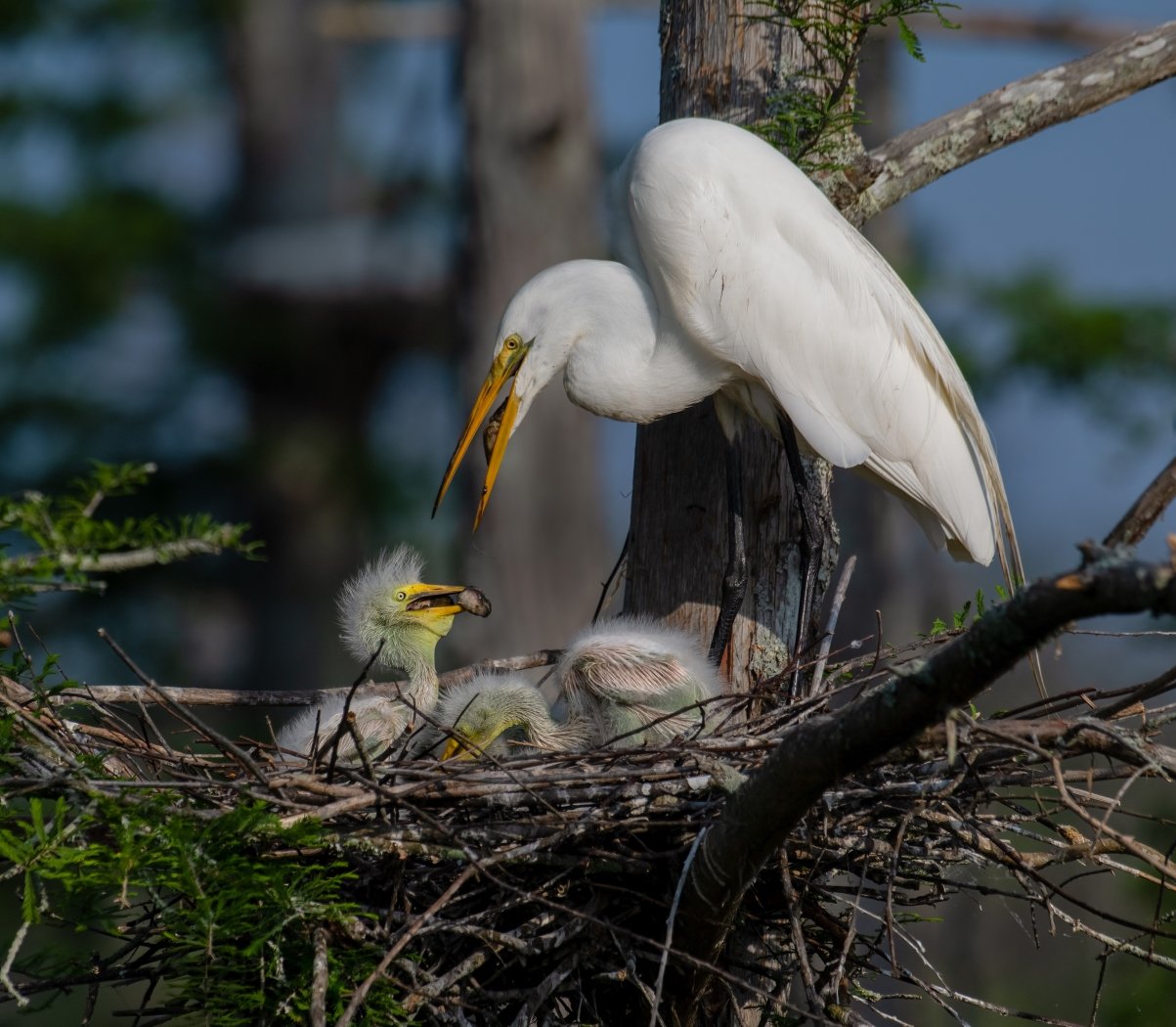 Great Egret Feeding Chicks, Melany Musso, Lafayette Photographic Society, 3rd Place