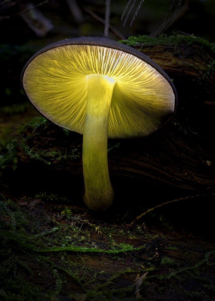 Glowing Mushroom, Alfred Holy, Greater New Orleans Camera Club, 1 HM
