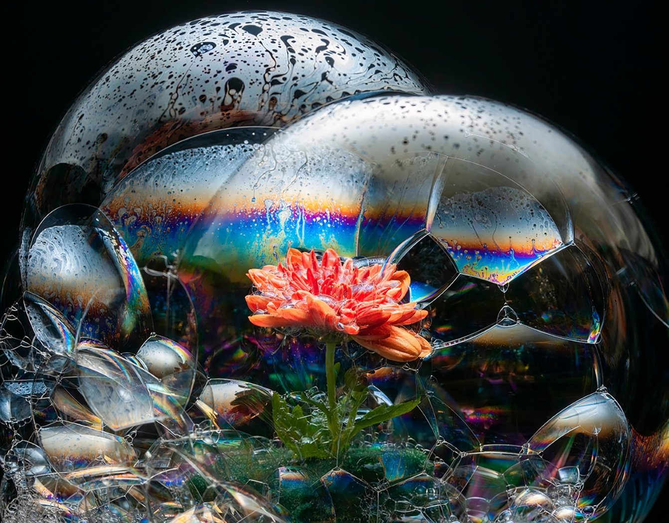 Bubble Flower, David Kors, Louisiana Photographic Society, 2 HM