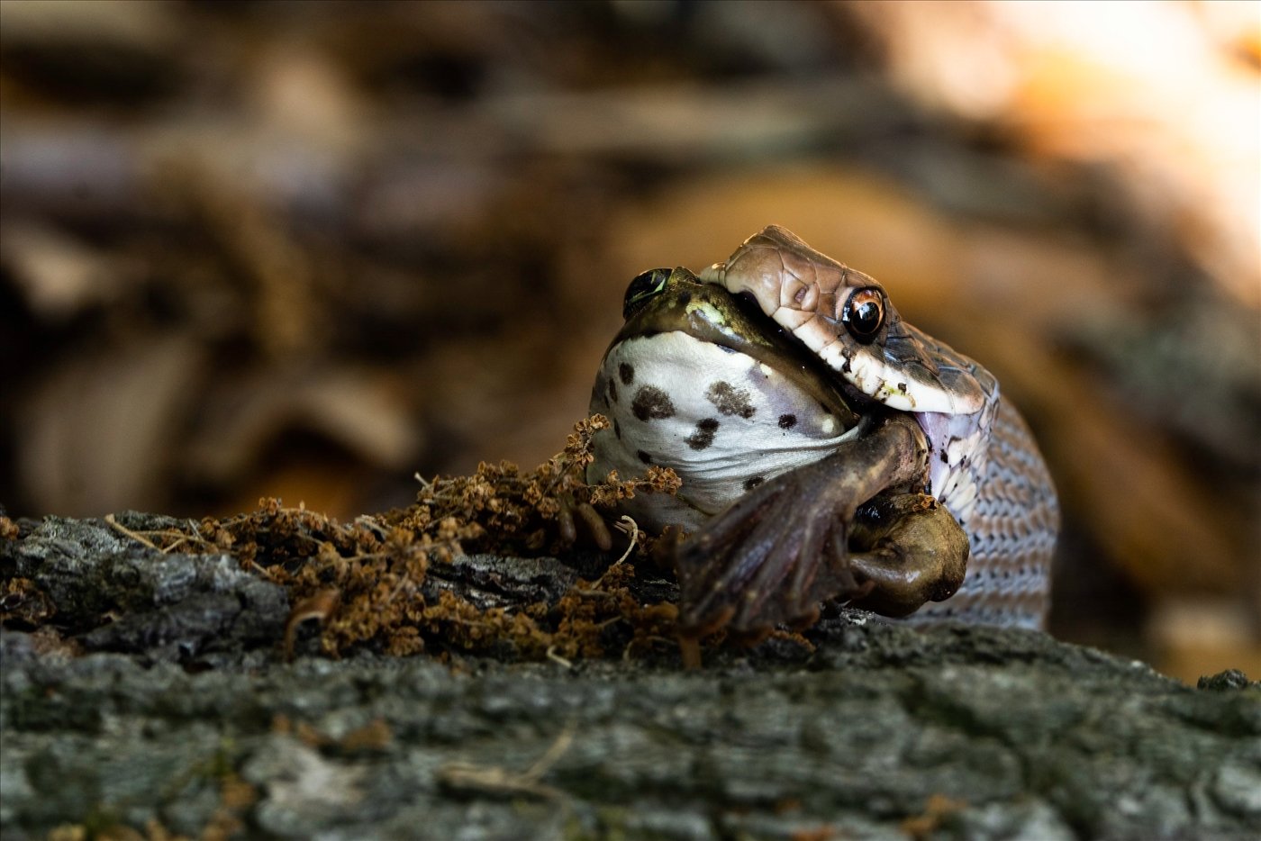 Giving Up the Struggle,	Patti Granzin, Louisiana Photographic Society, 1st Place