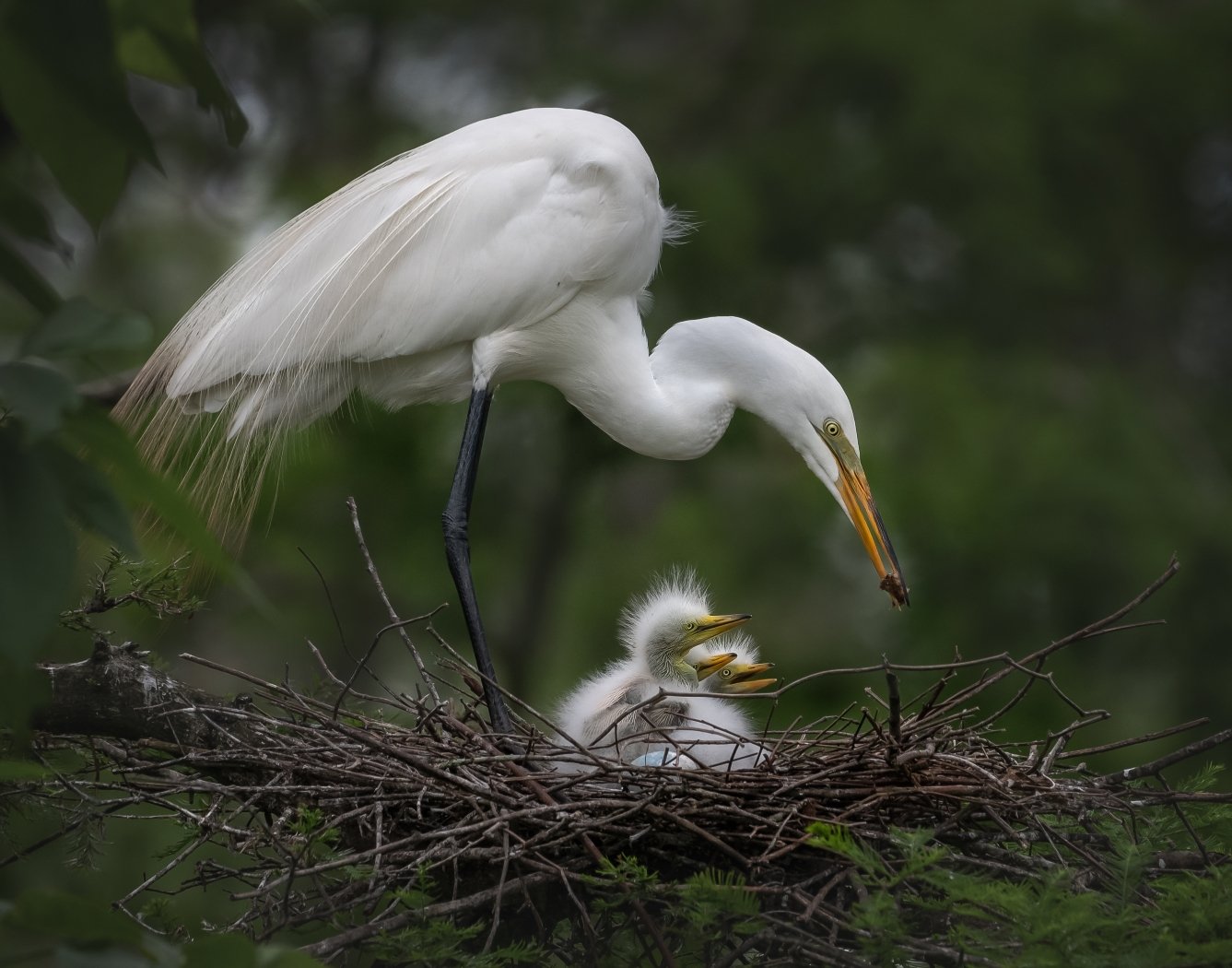 Great Egret Feeding Babies, Tammie Simon, Lafayette Photographic Society, 2 HM