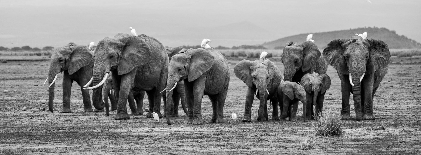 Looking For Water, Mike	Hill, Dallas Camera Club, 2nd Place