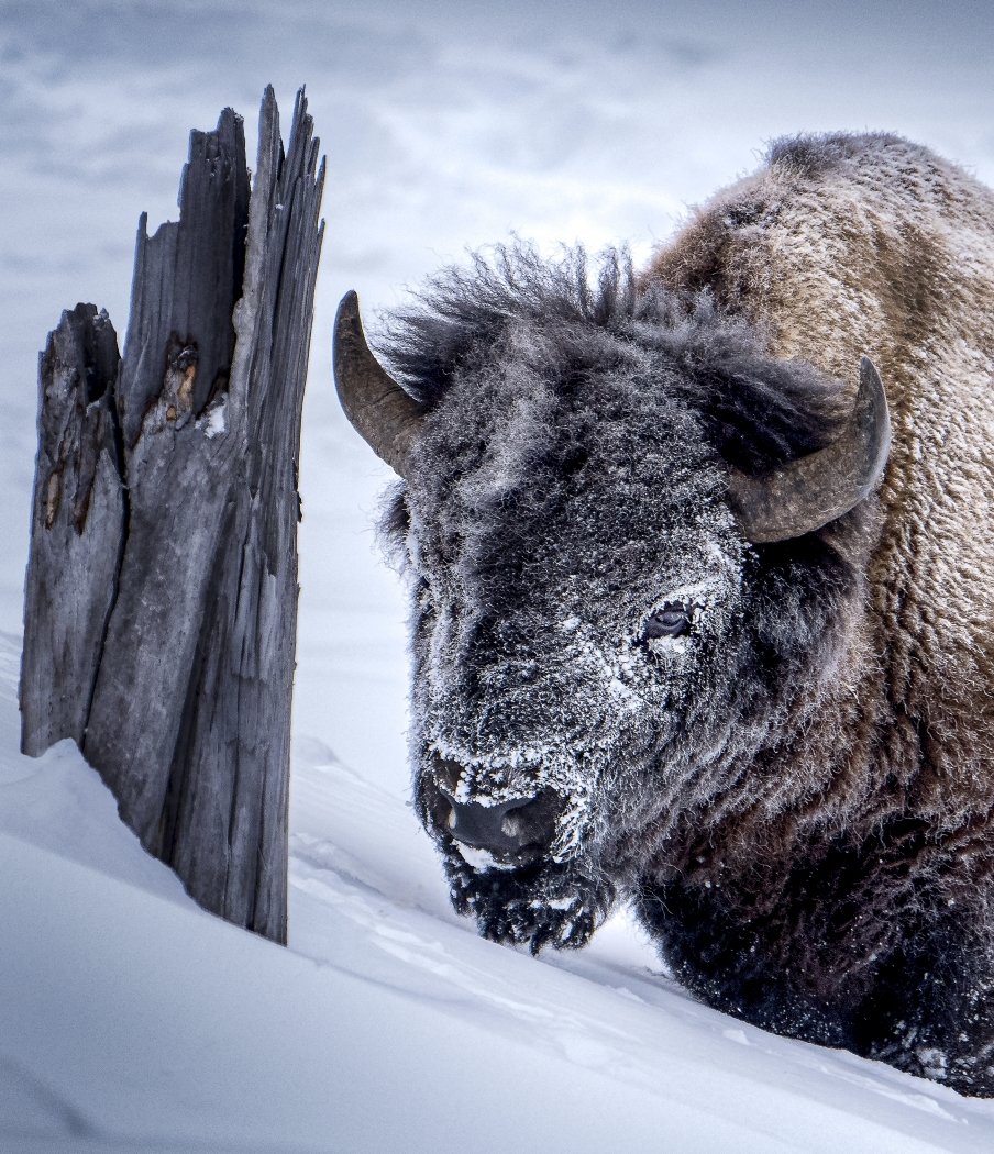 Snowy-Faced-Bison, John Miguez, Lafayette Photographic Society, 3rd Place